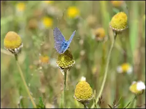 Roślinność, Niebieski, Motyl