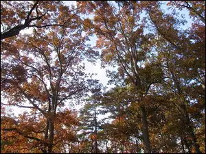Drzew, Jesień, Korony