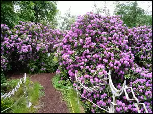 Fioletowe, Poręcz, Rododendrony, Ozdobna