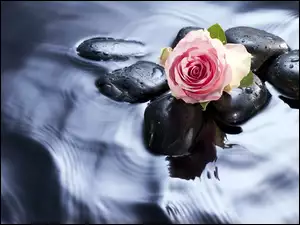 Różowa, Woda, Róża, Kamienie