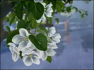 Listki, Białe, Kwiatki