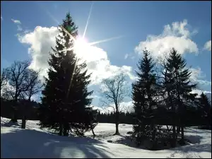 Słońce, Zima, Śnieg, Drzewa