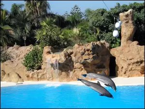 Delfiny, Woda, Skoki, Skały