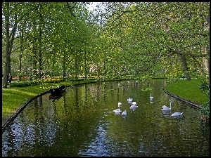 Park, Łabędzie, Wiosna, Rzeka