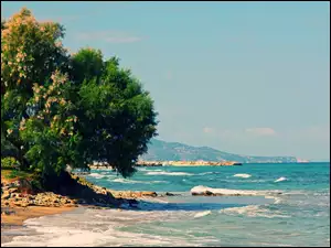 Morze, Grecja, Drzewo, Zakynthos