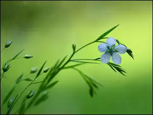 Kwiatuszek, Mały, Niebieski