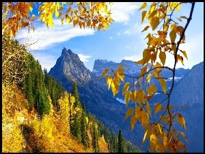 Drzewa, Jesień, Góry