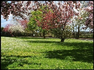 Wiosna, Łąka, Kwitnące, Drzewa