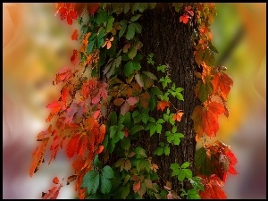 Liście, Drzewo, Kolorowe