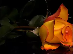 Róża, Kwiat, Pomarańczowa