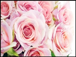 Róż, Bukiet, Różowych
