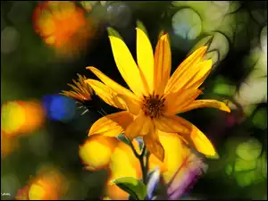 Kwiaty, Słonecznik Bulwiasty, Żółte
