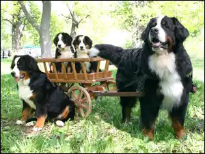 Wózek, Psy, Szczeniaczki