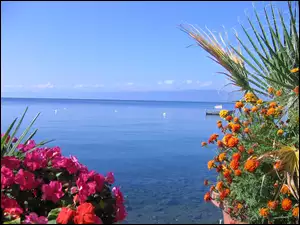 Jezioro, Kwiaty, Ohrid, Albania