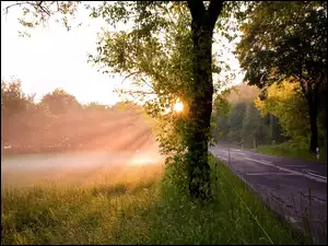 Droga, Łąka, Drzewa, Promienie Słońca