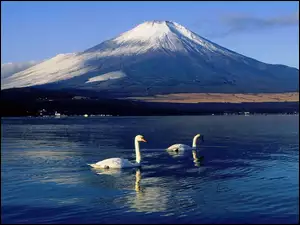 Japonia, Jezioro, Góra, Łabędzie, Fudżi