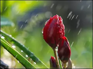 Tulipan, Deszcz