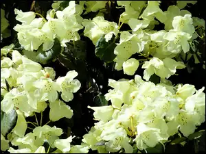 Biały, Campylocarpum, Rododendron, Odmiany