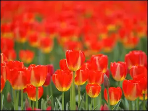 Tulipany, Czerwono, Żółte