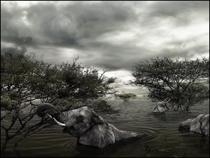 Powódź, Chmury, Słonie, Drzewa