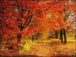 Drzewa, Park, Liście, Jesień, Droga