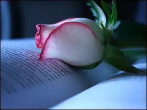 Książka, Biało, Pąk, Różowy, Róża