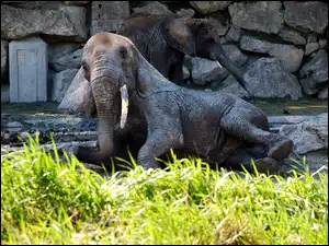 Słoń, Zoo