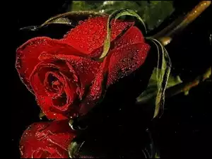 Kwiat, Rosa, Czerwona, Róża