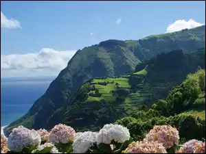 Kwiaty, Niebo, Wzgórza, Morze