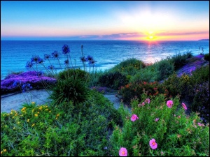 Morze, Roślinność, Zachód Słońca, Kwiaty