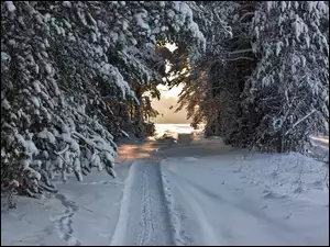 Śnieg, Las, Ścieżka