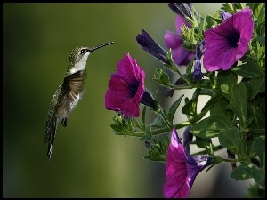 Kwiaty, Ptak, Koliber