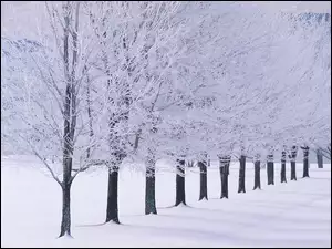 Zima, Rząd, Drzew