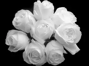 Czarno-Białe, Bukiet, Róże