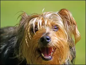 Piesek, Yorkshire Terrier