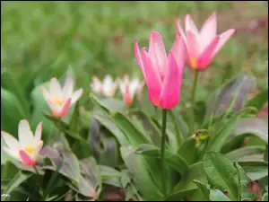 Wiosna, Tulipany, Kwiaty