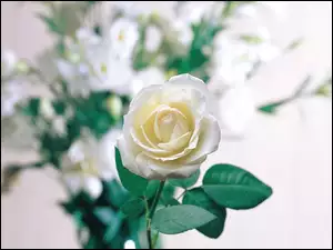 Listki, Biała, Róża