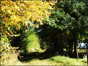 Leśna, Jesień, Droga, Drzewa