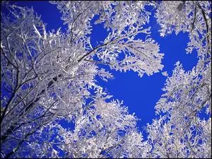 Niebo, Drzewo, Śniegiem, Pokryte, Błękitne