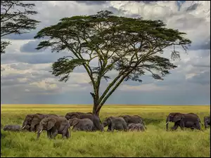 Słonie, Niebo, Drzewo, Zachmurzone