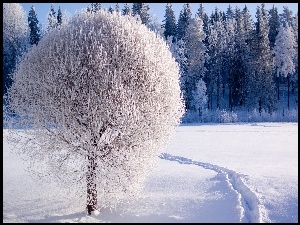 Śnieg, Drzewo, Las, Szadź, Ścieżka