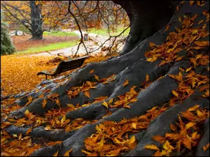 Jesień, Liście, Drzewo, Korzenie