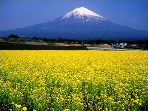 Łąka, Japonia, Góra, Fuji