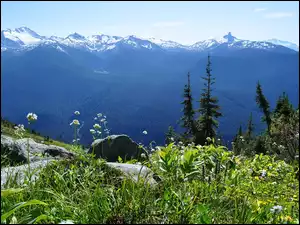Skały, Kanada, Roślinność, Góry