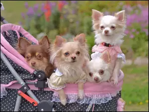Cztery, Wózek, Pieski, Chihuahua