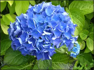 Hortensja, Kwiat, Niebieska