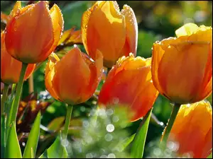 Deszczu, Tulipany, Krople