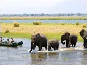 Słonie, Zimbabwe, Rzeka, Łodzie