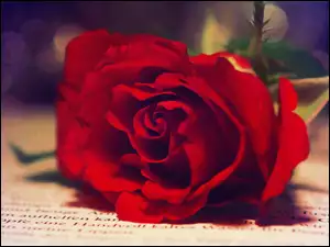 Gazeta, Czerwona, Róża