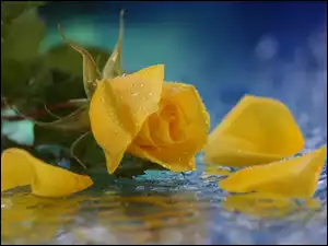 Deszczu, Żółta, Płatki, Róża, Krople